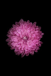 Blüte einer rosa Dahlie, Dahlia, auf schwarzem Hintergrund - JPF000015