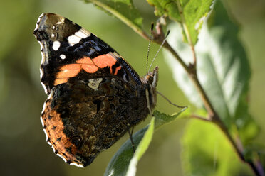 Roter Admiral, Vanessa atalanta - MJOF000834