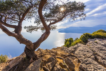 Frankreich, Provence-Alpes-Cote d'Azur, Bouches-du-Rhone, Mittelmeerküste, bei La Ciotat und Cassis, Corniche des Cretes, Baum gegen die Sonne - WDF002647