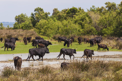 Frankreich, Provence, Camargue, Stierherde im Naturschutzgebiet, lizenzfreies Stockfoto