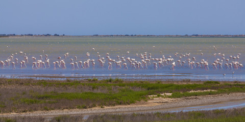 Frankreich, Provence, Camargue, Schwarm Flamingos, Phoenicopteridae, im Naturschutzgebiet, lizenzfreies Stockfoto