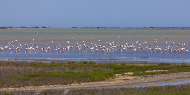 Frankreich, Provence, Camargue, Schwarm Flamingos, Phoenicopteridae, im Naturschutzgebiet - WDF002681