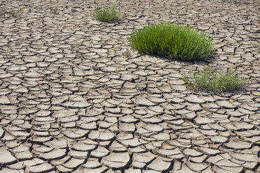 France, Provence, Camargue, plants on eroded soil at marshland - WDF002683