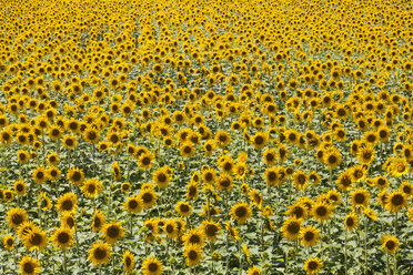 France, Provence, sunflower field, Helianthus annuus - WDF002705