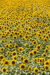 France, Provence, sunflower field, Helianthus annuus - WDF002706