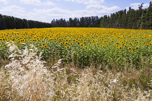 Frankreich, Provence, Blick auf ein Sonnenblumenfeld, Helianthus annuus - WDF002707