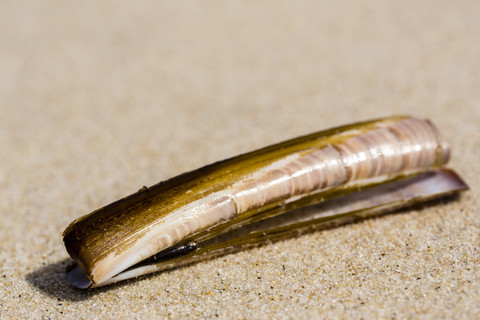 Sword razor, Ensis ensis, lying on sandy beach, close-up stock photo