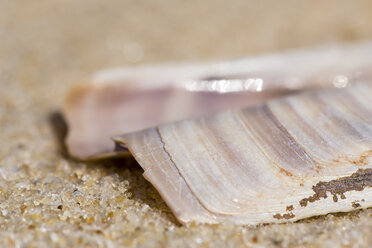 Sword razor, Ensis ensis, lying on sandy beach, close-up - SRF000798