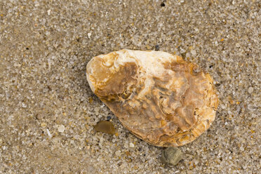 Pazifische Auster, Crassostrea gigas, auf Sandstrand liegend, Nahaufnahme - SRF000799