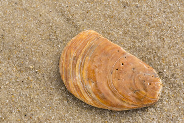 Pacific oyster, Crassostrea gigas, lying on sandy beach, close-up - SRF000800