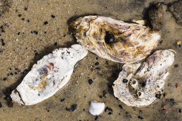 Pazifische Austern, Crassostrea gigas, auf Sandstrand liegend, Nahaufnahme - SRF000795