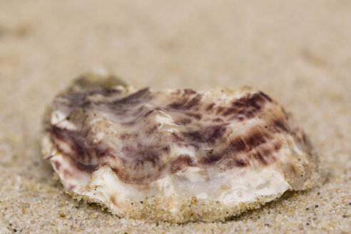 Pacific oyster, Crassostrea gigas, lying on sandy beach, close-up - SRF000796