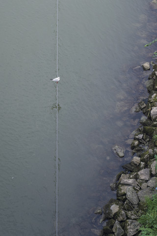 Möwe, Laridae, sitzend auf einem Seil über der Donau, lizenzfreies Stockfoto