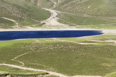 Türkei, Ostanatolien, Schafherde am Kratersee von Nemrut - SIE006125