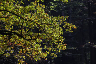 Germany, Beginning of autumn in forest - JTF000583