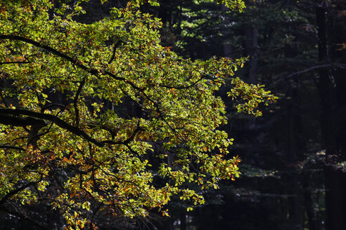 Deutschland, Herbstanfang im Wald - JTF000583
