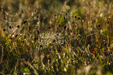 Germany, Spider web in the morning - JTF000580