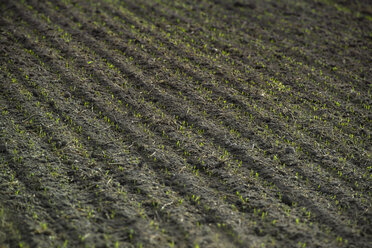 Furchen mit Sprossen auf einem Feld - OPF000021