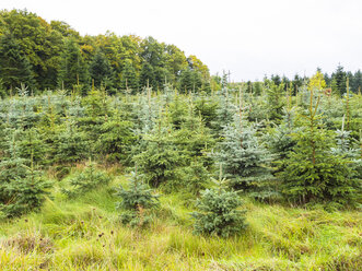 Germany, Hesse, Plantation of christmas trees - AMF002975