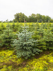 Deutschland, Hessen, Anpflanzung von Weihnachtsbäumen - AMF002976