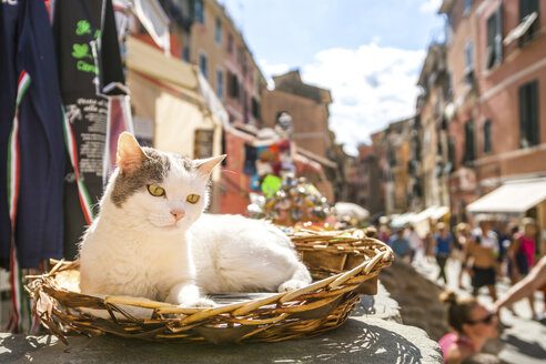 Italien, Ligurien, Vernazza, eine Katze in einem Korb liegend - PU000108