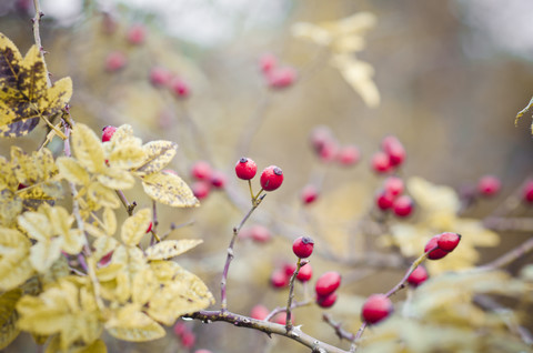 Hundsrose, Rosa canina, im Herbst, lizenzfreies Stockfoto