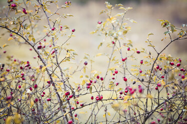 Dogrose, Rosa canina, in autumn - CZF000179