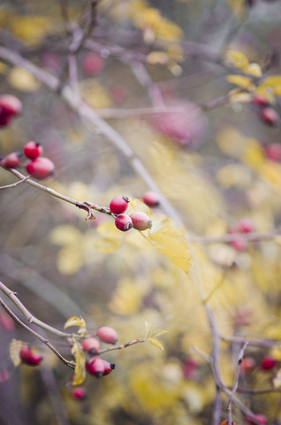 Hundsrose, Rosa canina, im Herbst, lizenzfreies Stockfoto