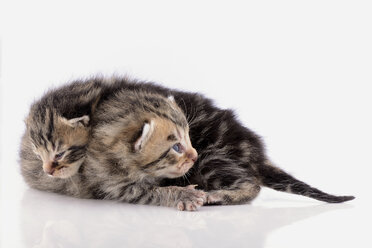 Zwei getigerte Kätzchen, Felis Silvestris Catus, auf weißem Grund - MJOF000835