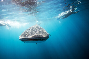 Mexico, Yucatan, Isla Mujeres, Caribbean Sea, Whale shark, Rhincodon typus, and divers - GNF001311