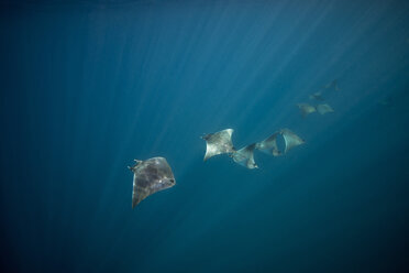 Mexiko, Yucatan, Isla Mujeres, Karibisches Meer, Atlantik Mobulas, Mobula hypostoma - GNF001310