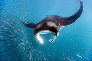 Mexico, Yucatan, Isla Mujeres, Caribbean Sea, Giant Manta ray, Manta, eating plankton - GNF001308