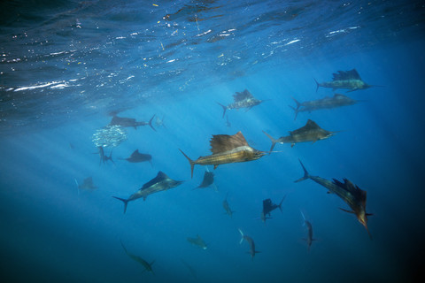 Mexiko, Yucatan, Isla Mujeres, Karibisches Meer, Indo-Pazifische Segelfische, Istiophorus platypterus, lizenzfreies Stockfoto