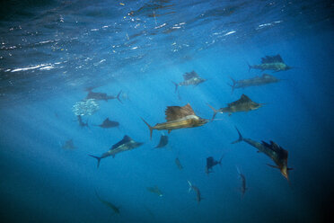 Mexico, Yucatan, Isla Mujeres, Caribbean Sea, Indo-Pacific sailfishes, Istiophorus platypterus - GNF001307