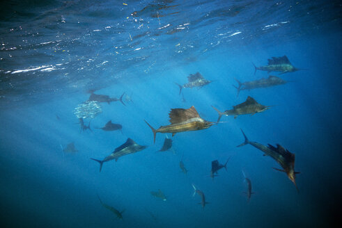 Mexiko, Yucatan, Isla Mujeres, Karibisches Meer, Indo-Pazifische Segelfische, Istiophorus platypterus - GNF001307