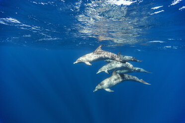 Mexico, Yucatan, Isla Mujeres, Caribbean Sea, Atlantic spotted dolphins, Stenella frontalis - GNF001306