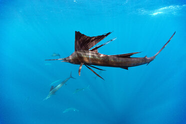 Mexico, Yucatan, Isla Mujeres, Caribbean Sea, Indo-Pacific sailfish, Istiophorus platypterus, hunting sardines, Sardina pilchardus - GNF001305