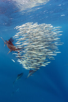 Mexiko, Yucatan, Isla Mujeres, Karibisches Meer, Indopazifischer Segelfisch, Istiophorus platypterus, jagende Sardinen, Sardina pilchardus - GNF001303