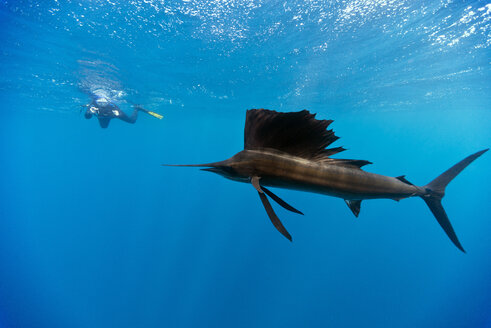 Mexiko, Yucatan, Isla Mujeres, Karibisches Meer, Indopazifischer Segelfisch, Istiophorus platypterus, und Taucher - GNF001301