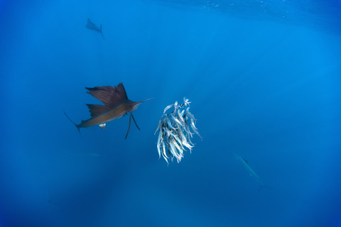 Mexiko, Yucatan, Isla Mujeres, Karibisches Meer, Indopazifischer Segelfisch, Istiophorus platypterus, jagende Sardinen, Sardina pilchardus, lizenzfreies Stockfoto