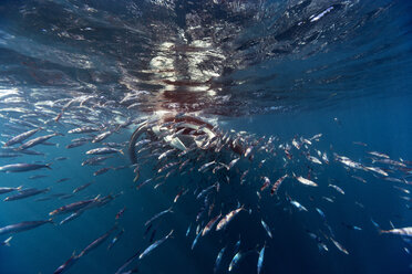 Mexico, Yucatan, Isla Mujeres, Caribbean Sea, Manta ray, Manta, eating plankton - GNF001298