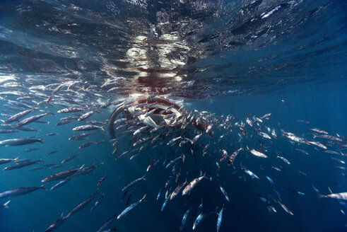 Mexiko, Yucatan, Isla Mujeres, Karibisches Meer, Manta-Rochen, Manta, frisst Plankton - GNF001298