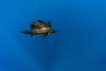 Mexico, Yucatan, Isla Mujeres, Caribbean Sea, Indo-Pacific sailfish, Istiophorus albicans - GNF001297