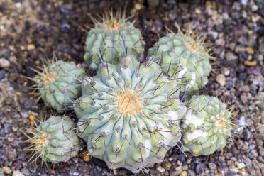 Copiapoa, Kakteengewächse - JFEF000484