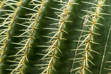 Goldtrommelkaktus, Echinocactus grusonii, Nahaufnahme - JFEF000486