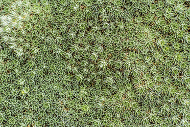 Deuterocohnia brevifolia, close-up - JFEF000489