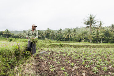 Indonesien, Lombok, Mann arbeitet auf einem Feld - NNF000049