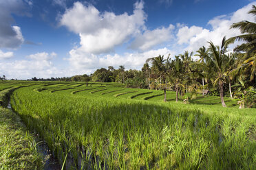 Indonesia, Bali, View to rice fields - NNF000048