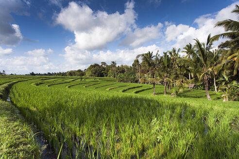 Indonesien, Bali, Blick auf Reisfelder - NNF000048