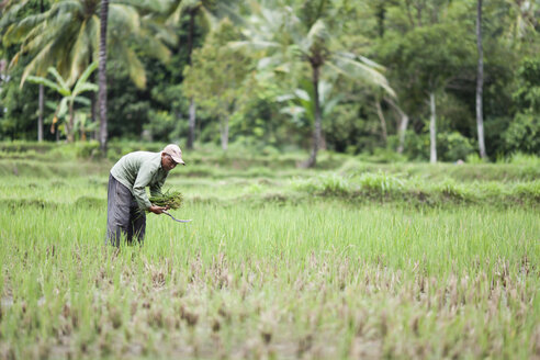 Indonesien, Lombok, Mann arbeitet auf einem Feld - NNF000061